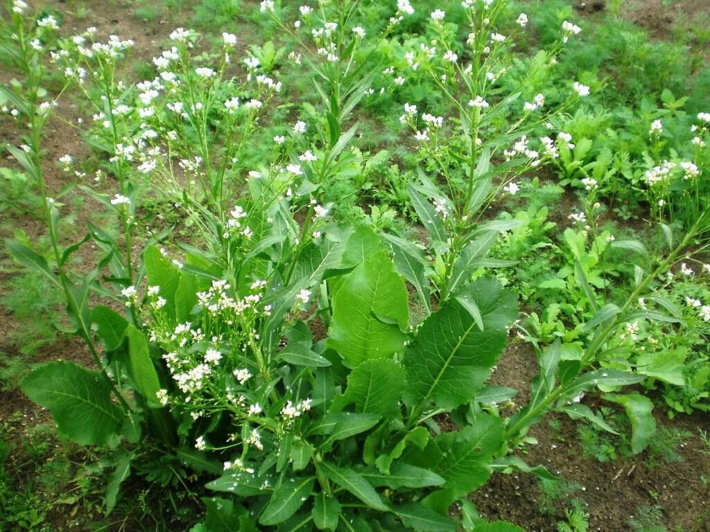 Horseradish Plant