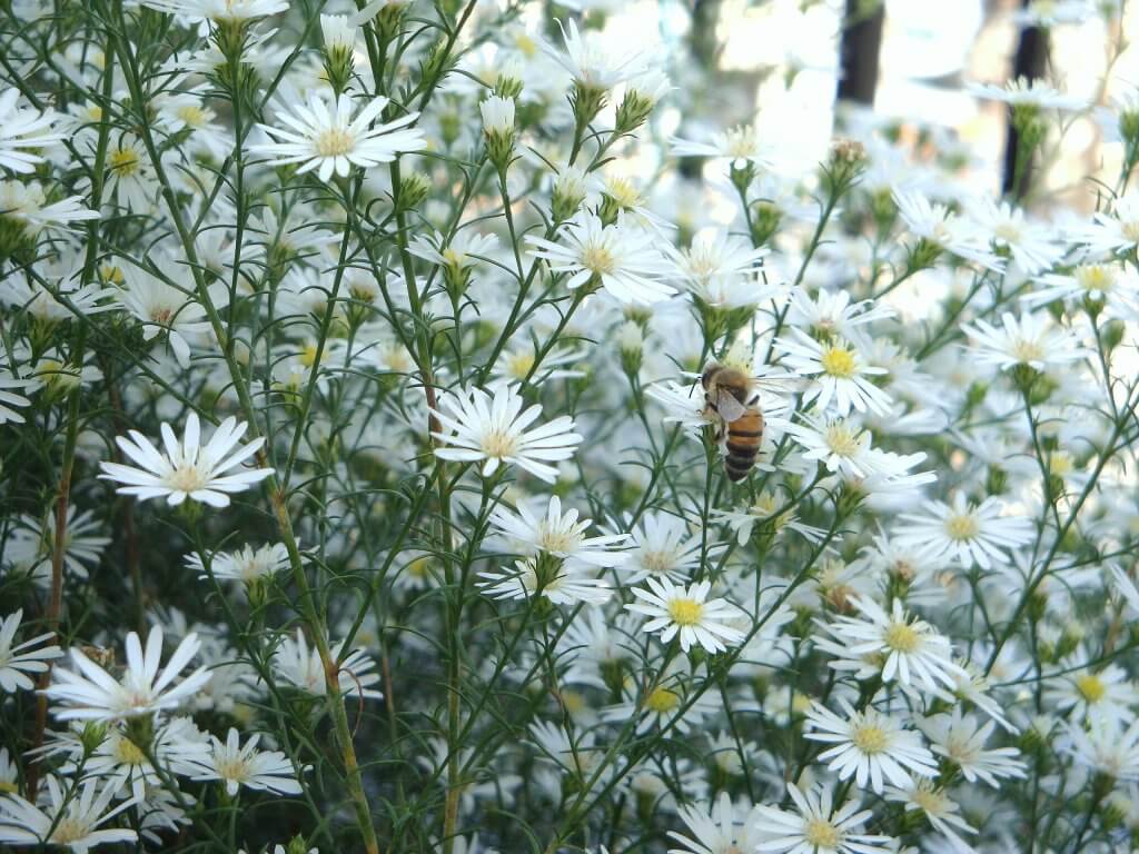 Anthemis cotula flowers