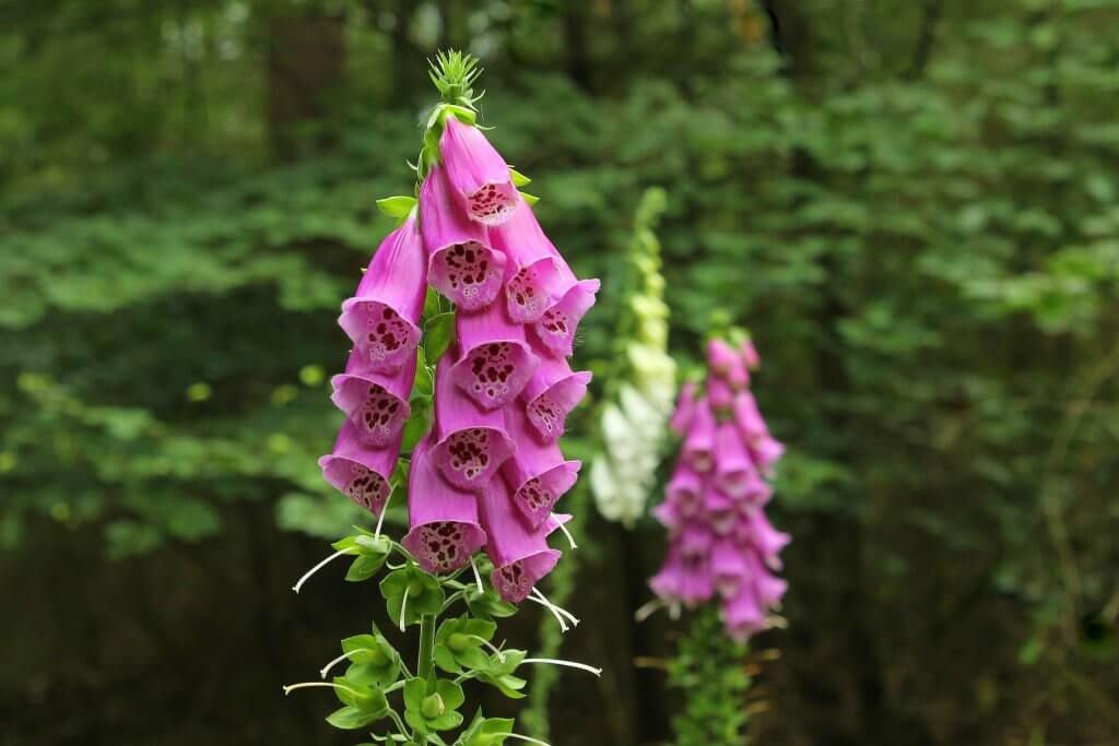 Digitalis purpurea