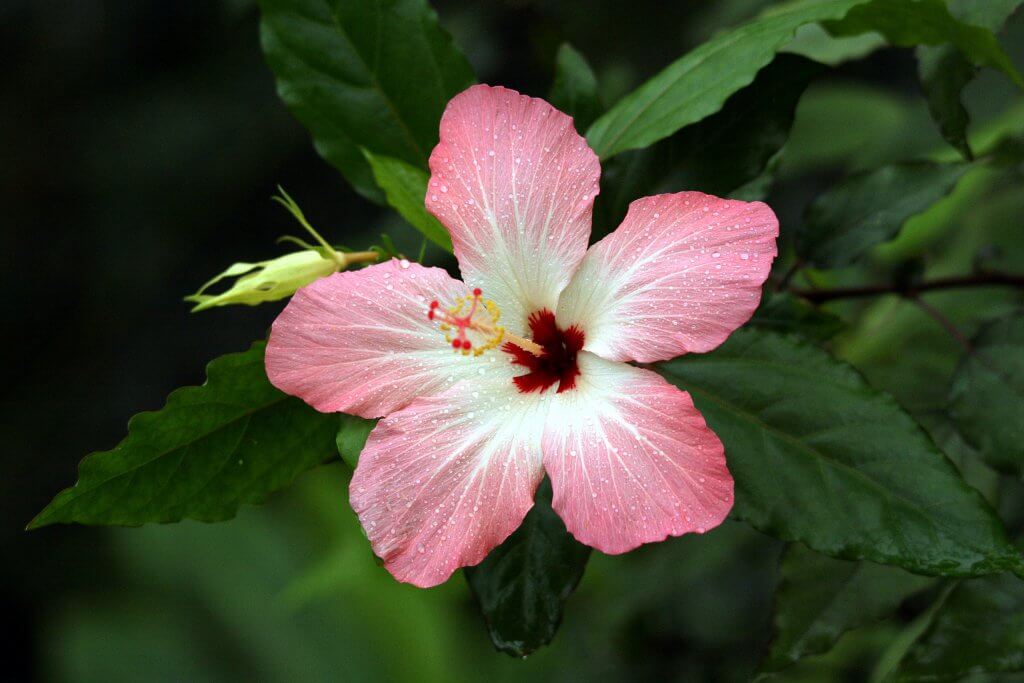 Hibiscus storckii