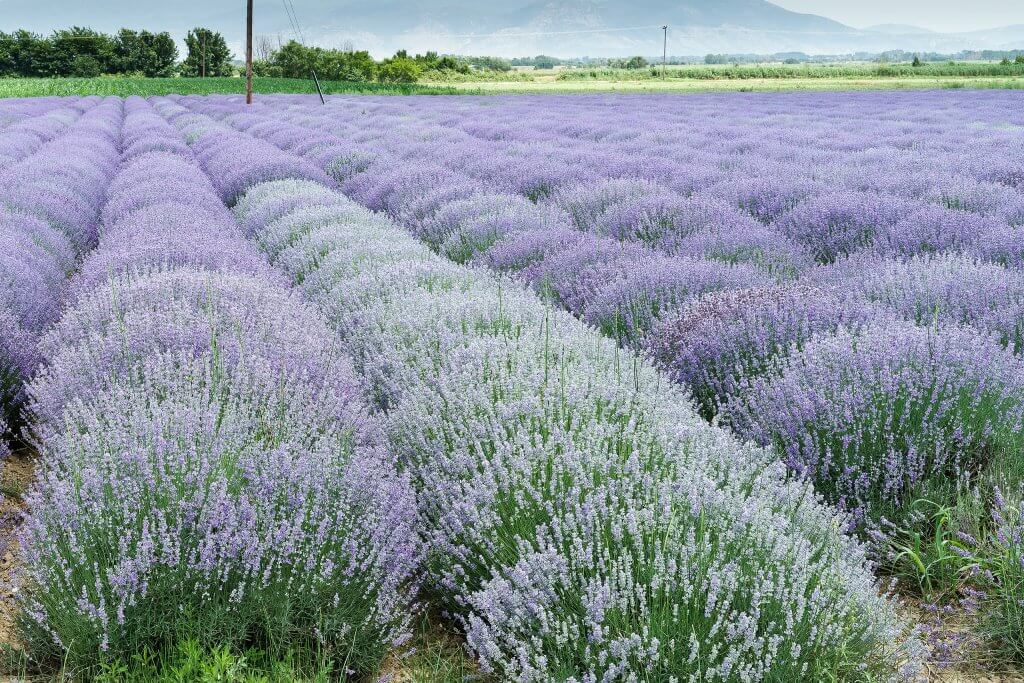 Lavandula fields (Lavandula angustifolia)