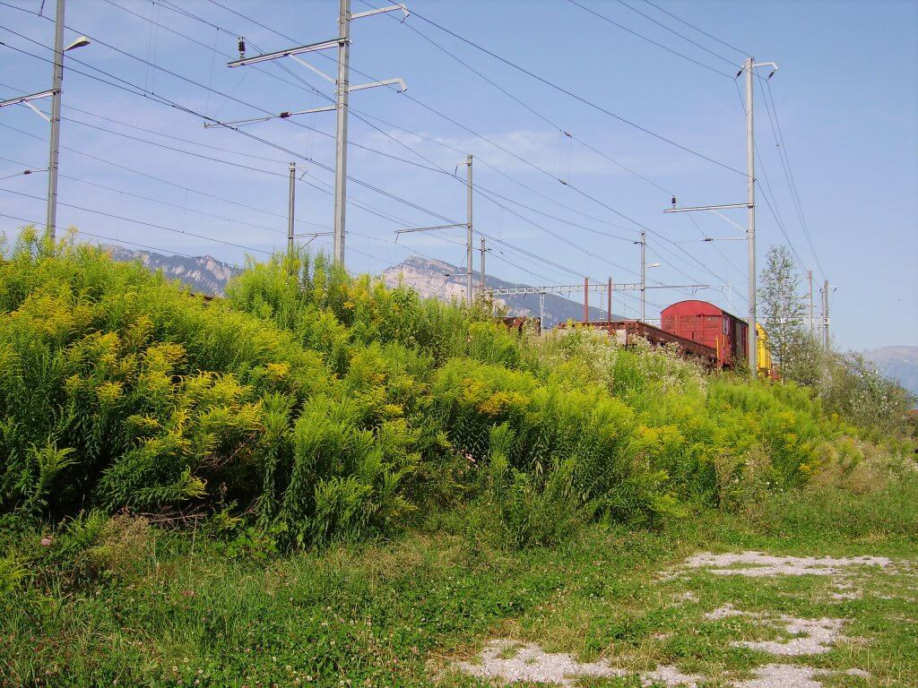 Goldenrod habitat