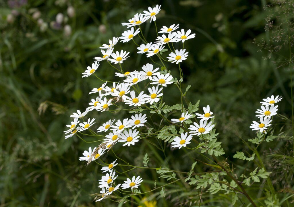 Flowers of Feverfew (Tanacetum parthenium)