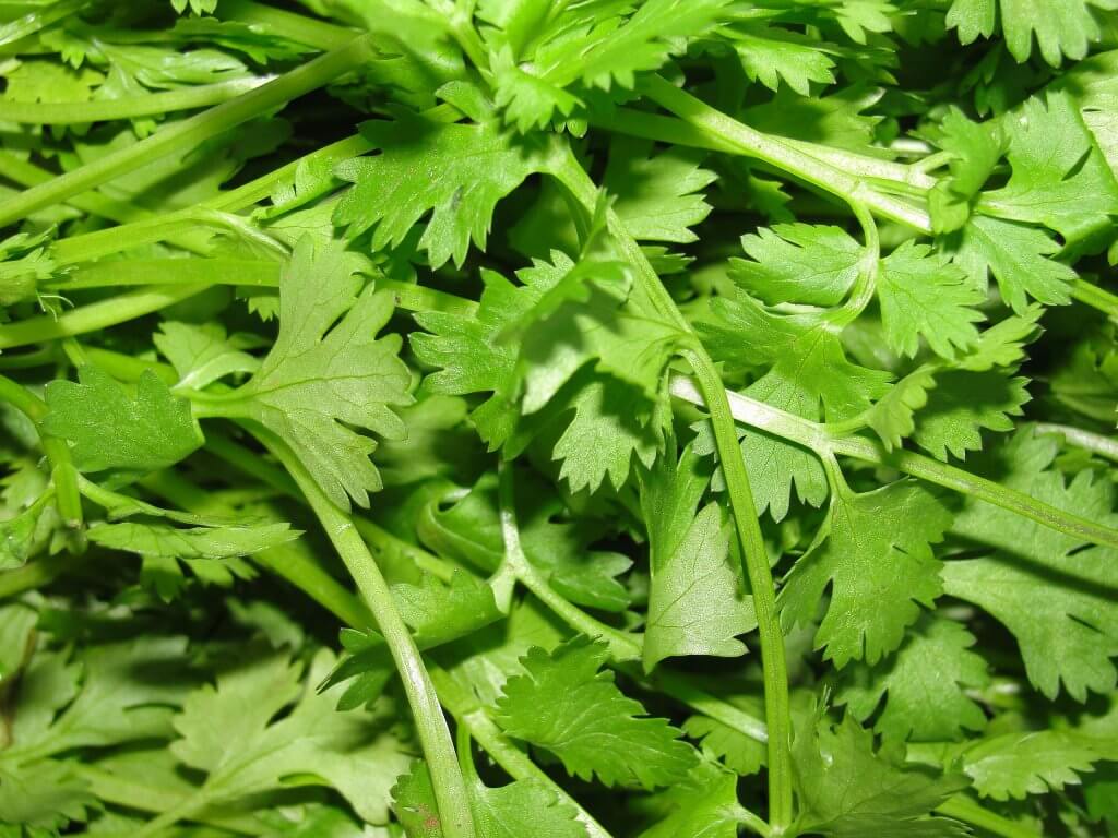 Harvested Cilantro Leaves