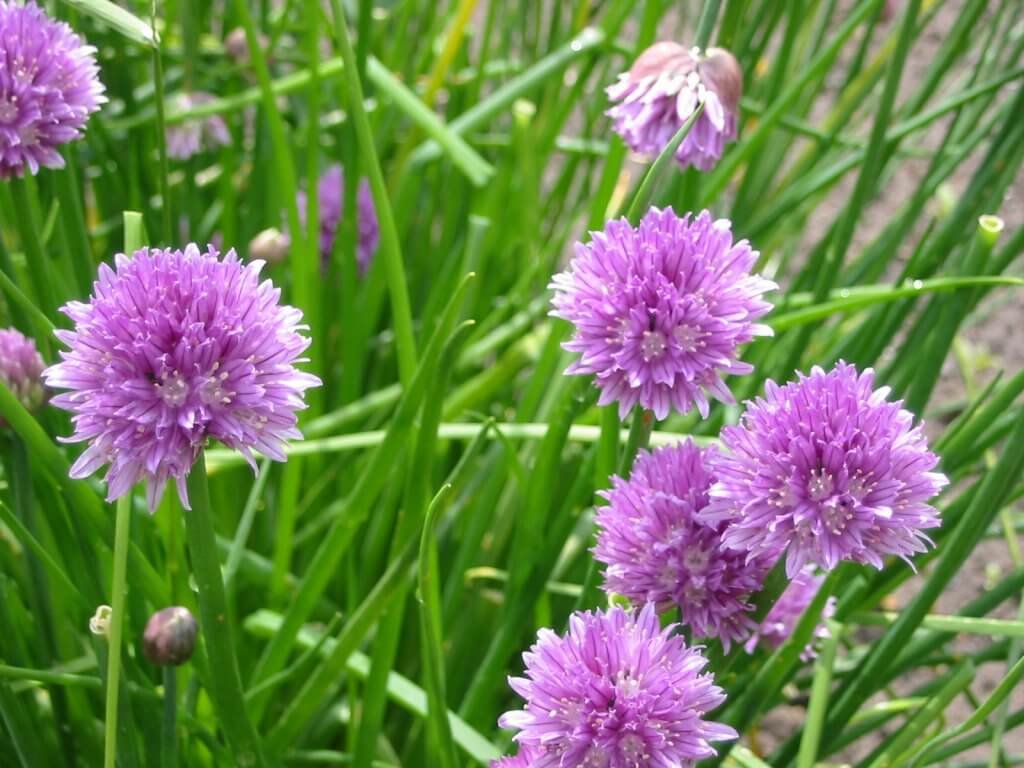 Allium schoenoprasum, flowers