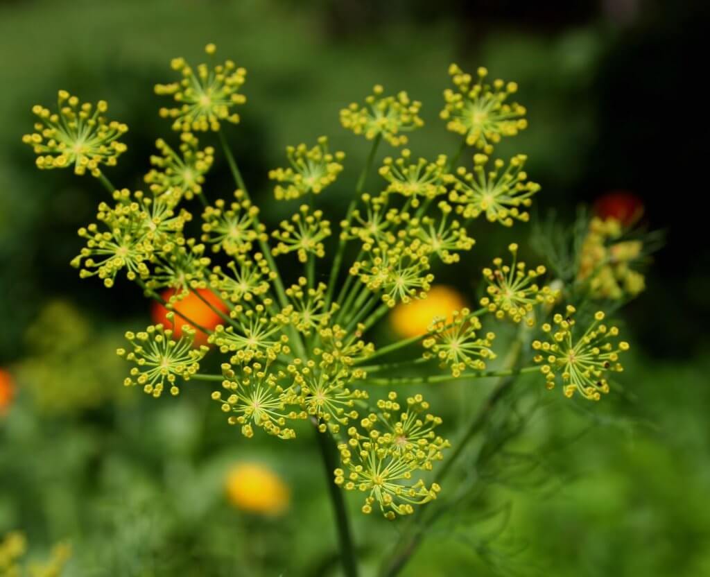 Anethum graveolens Flowers