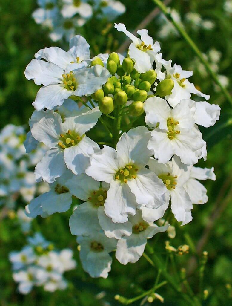 Horseradish Flowers