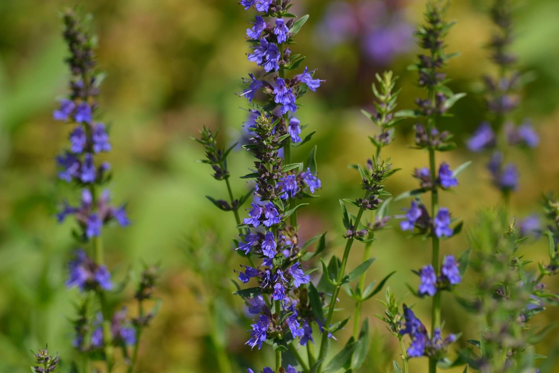 Hyssop, Attractive Flowers and a Great Herbal History Eat The