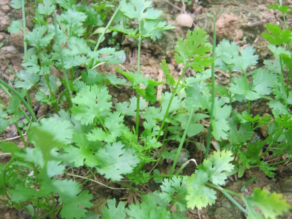 Cilantro Plant