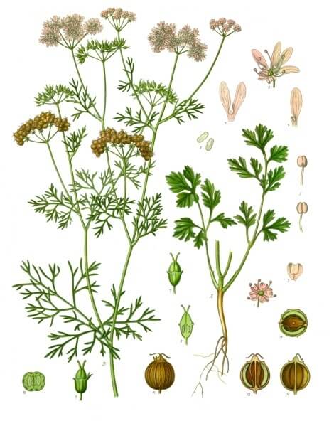 Botanical Illustration of Coriandrum sativum