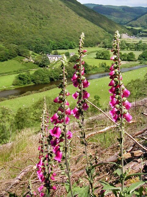 Foxgloves in Wales, UK