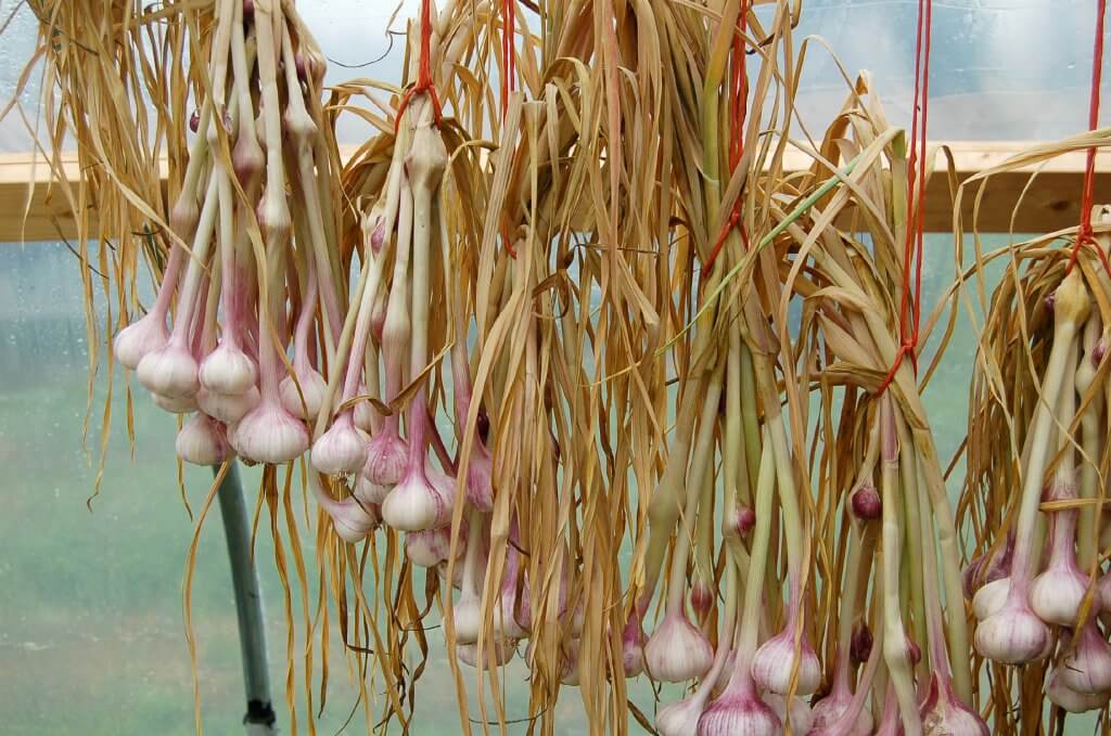 Organically grown Garlic or Allium sativum hanging