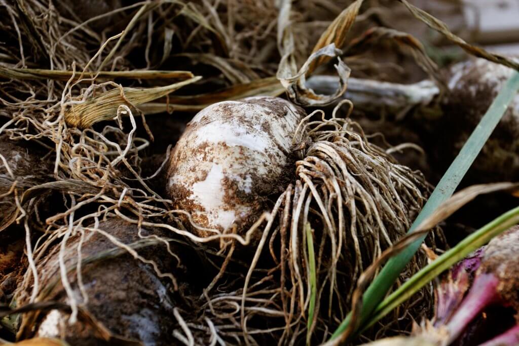 Garlic Plant