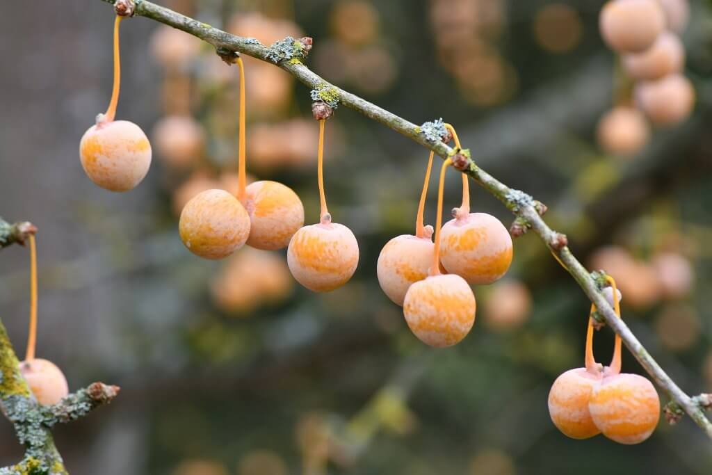 Gingko Seeds