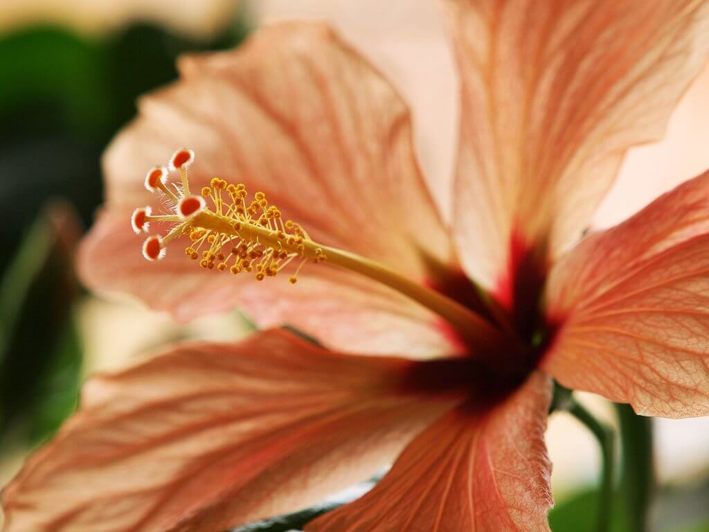 Hibiscus rosa-sinensis