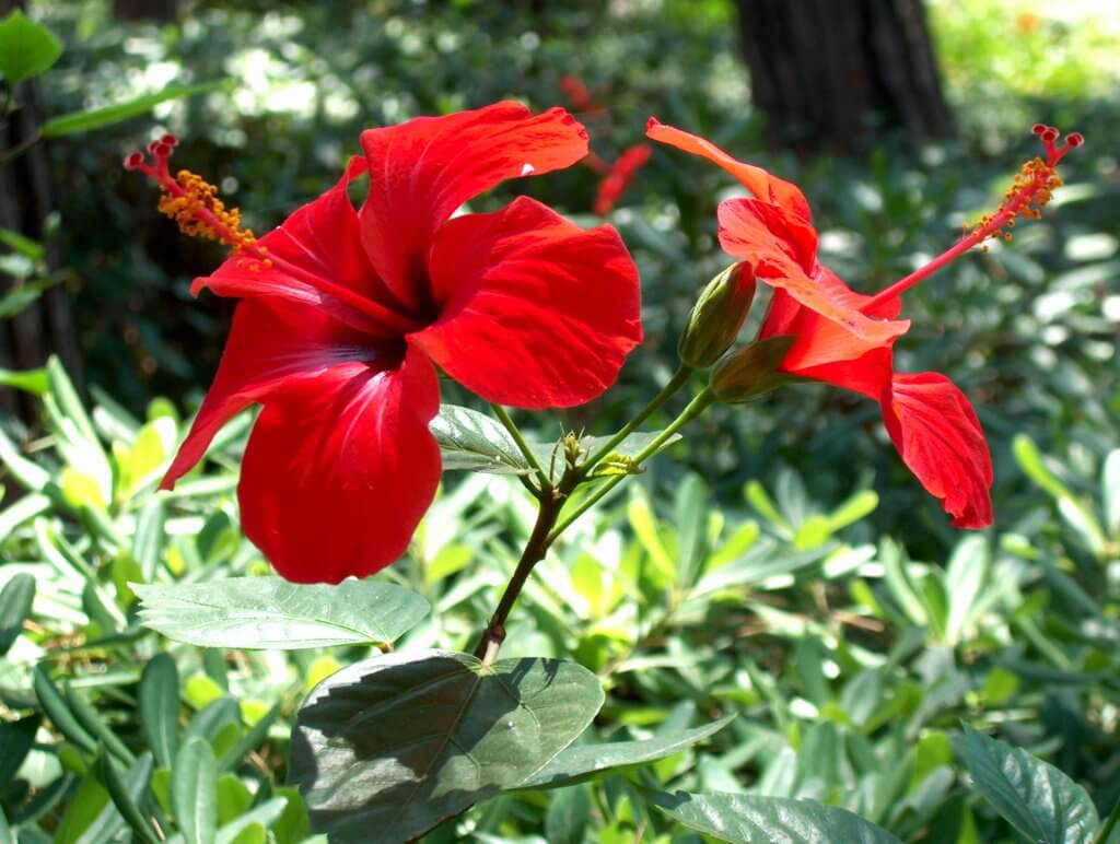 Hibiscus rosa-sinensis