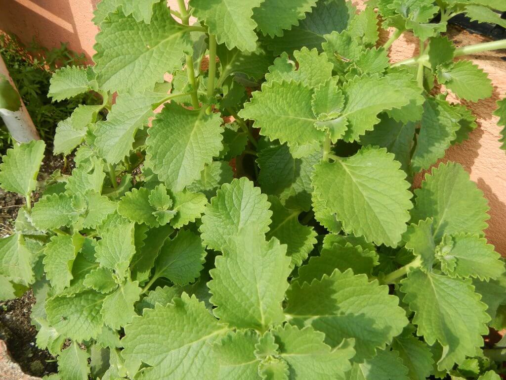 Cuban Oregano Leaves