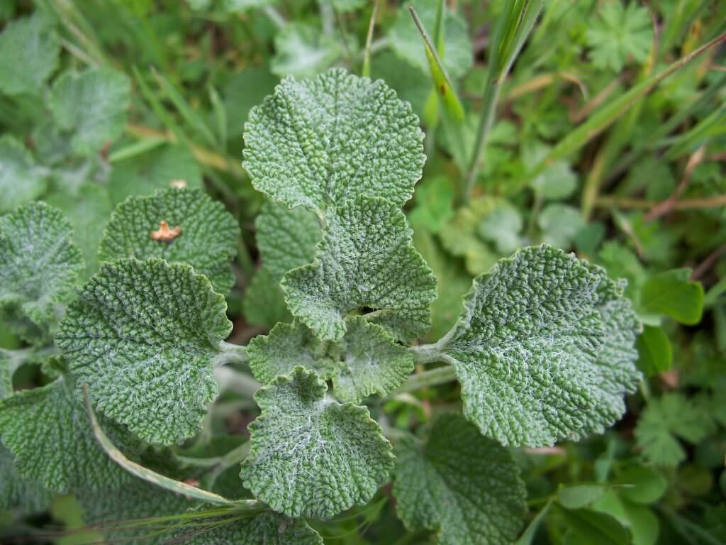 Horehound Leaves