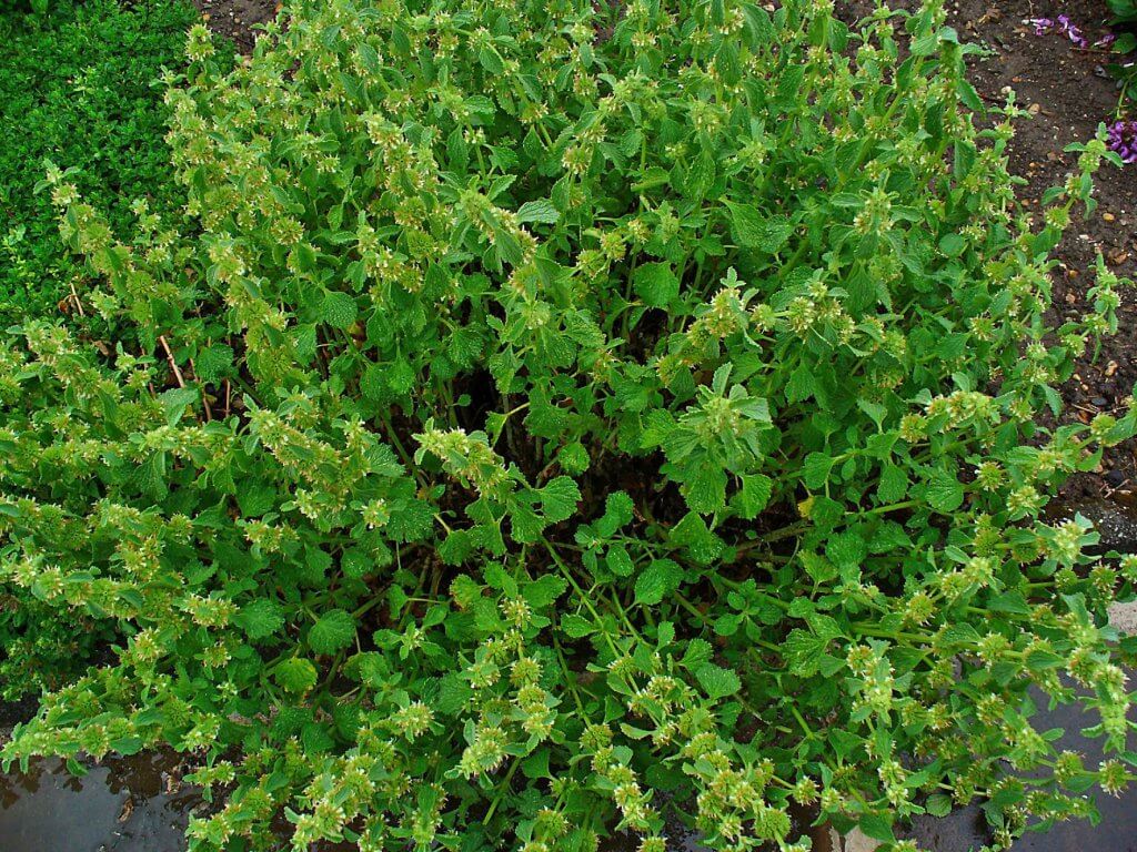 White Horehound, Marrubium vulgare