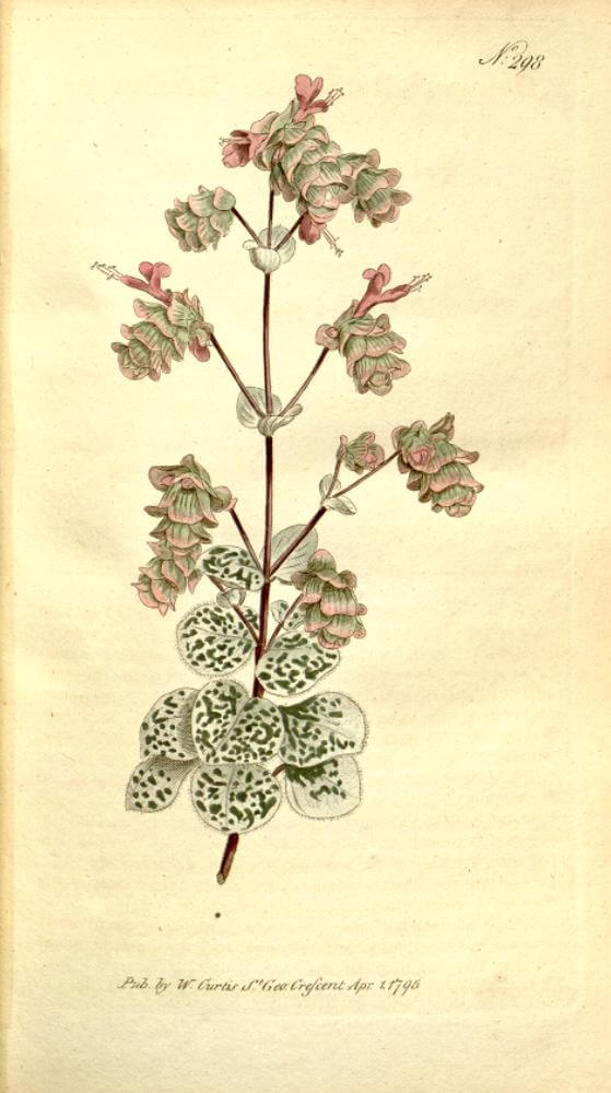 Botanical Illustration of Origanum dictamnus