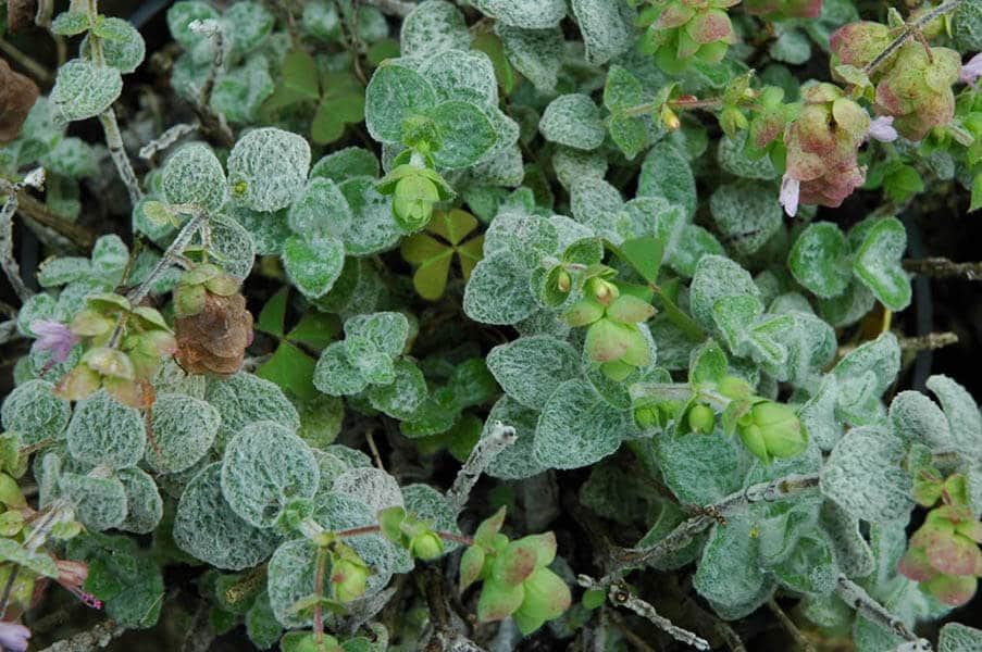 Origanum dictamnus