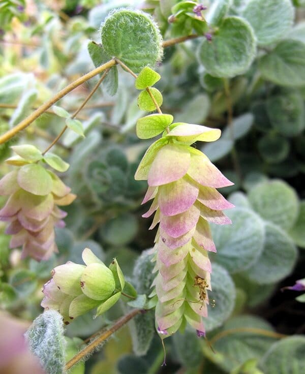 Origanum dictamnus Flowers