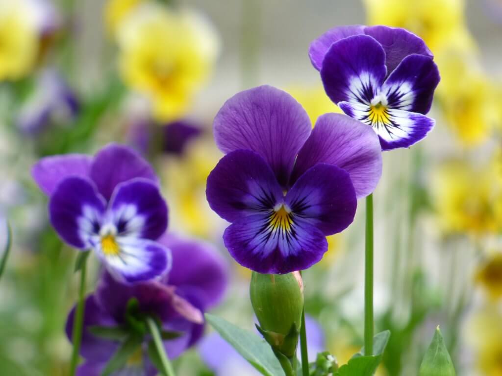 Johnny Jump Up, Viola tricolor