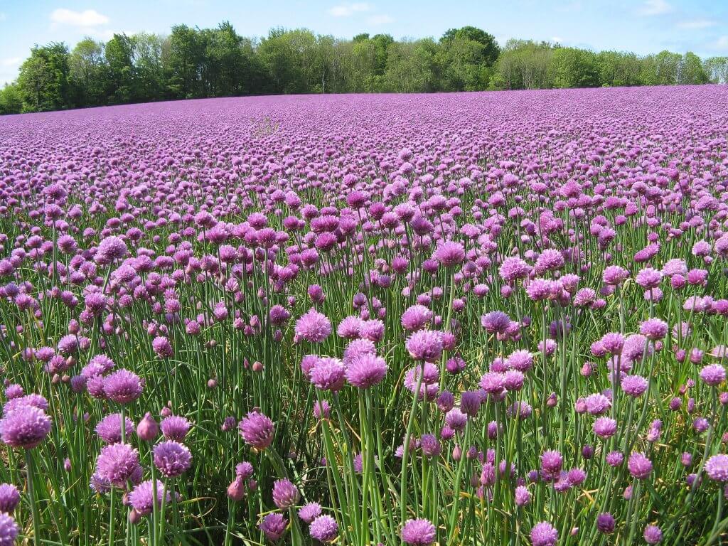 Chive Cultivation