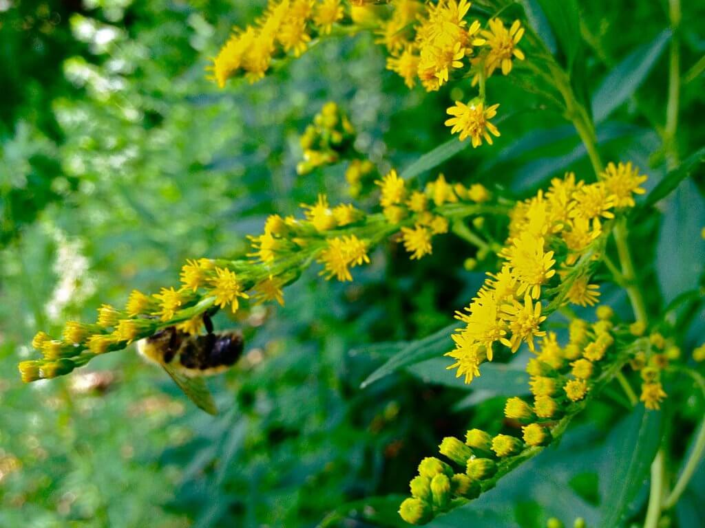 Goldenrod (Solidago juncea)