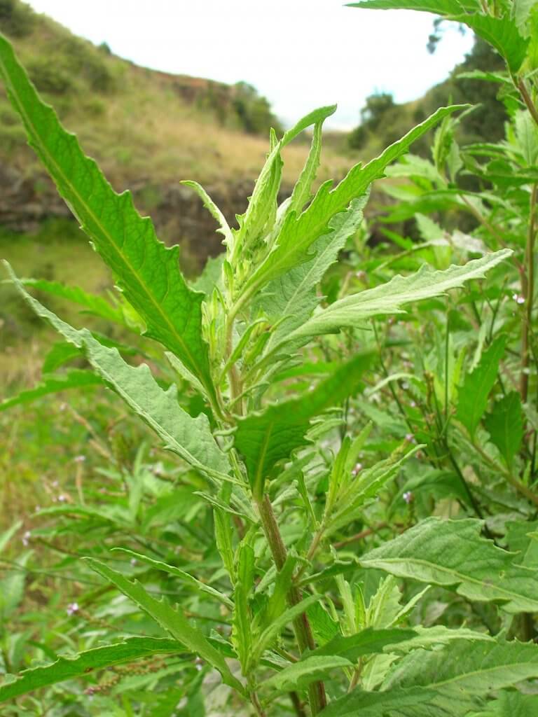 Dysphania ambrosioides (Mexican tea)