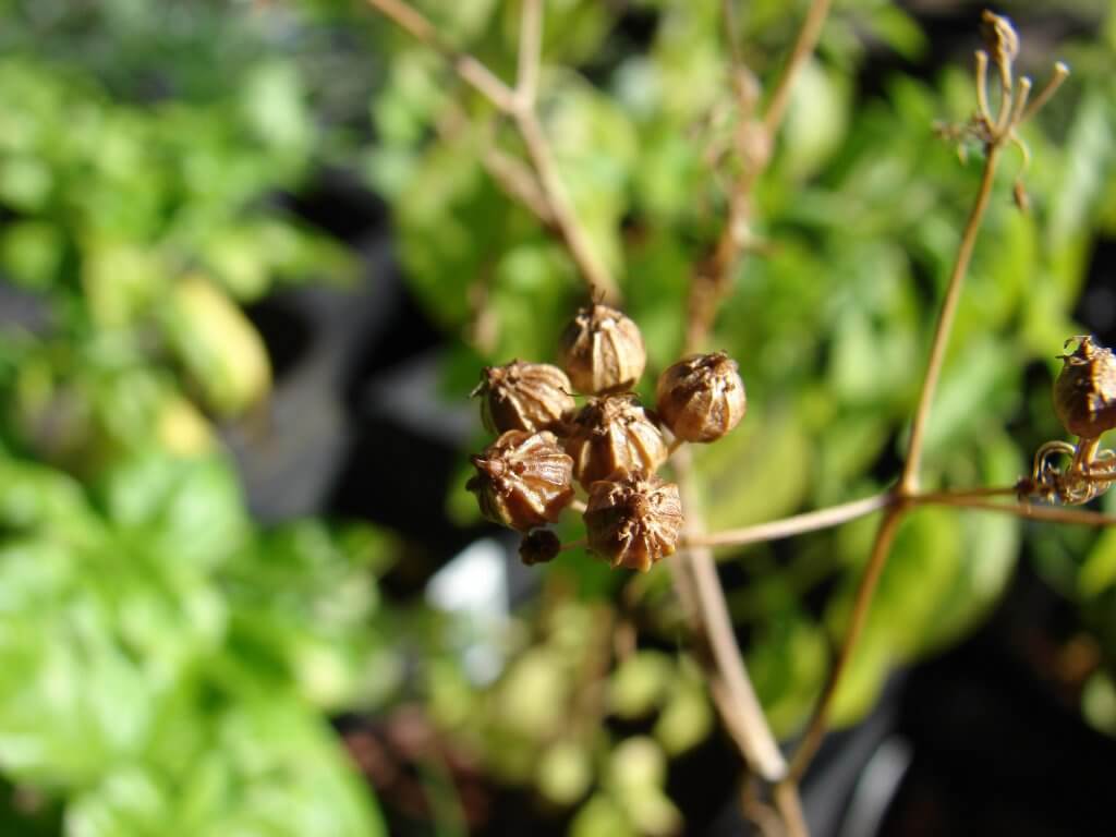 Coriandrum sativum (fruit)