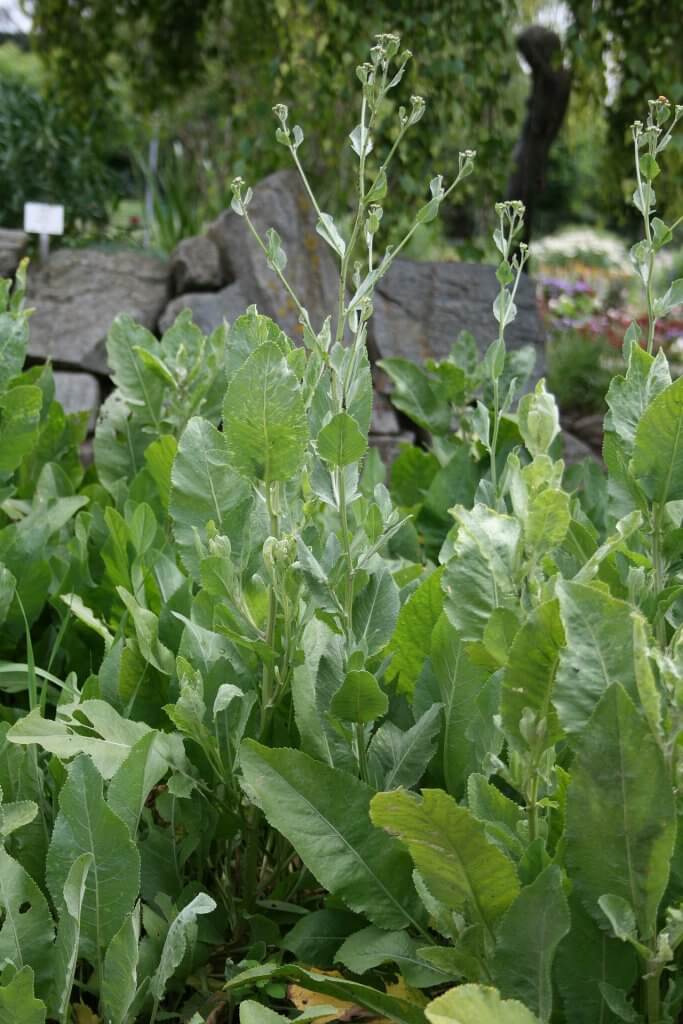 Costmary Plant