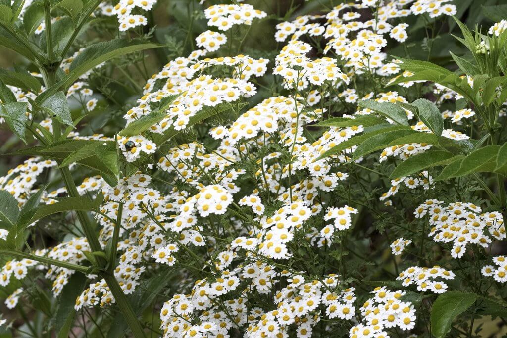 Feverfew (Tanacetum parthenium)