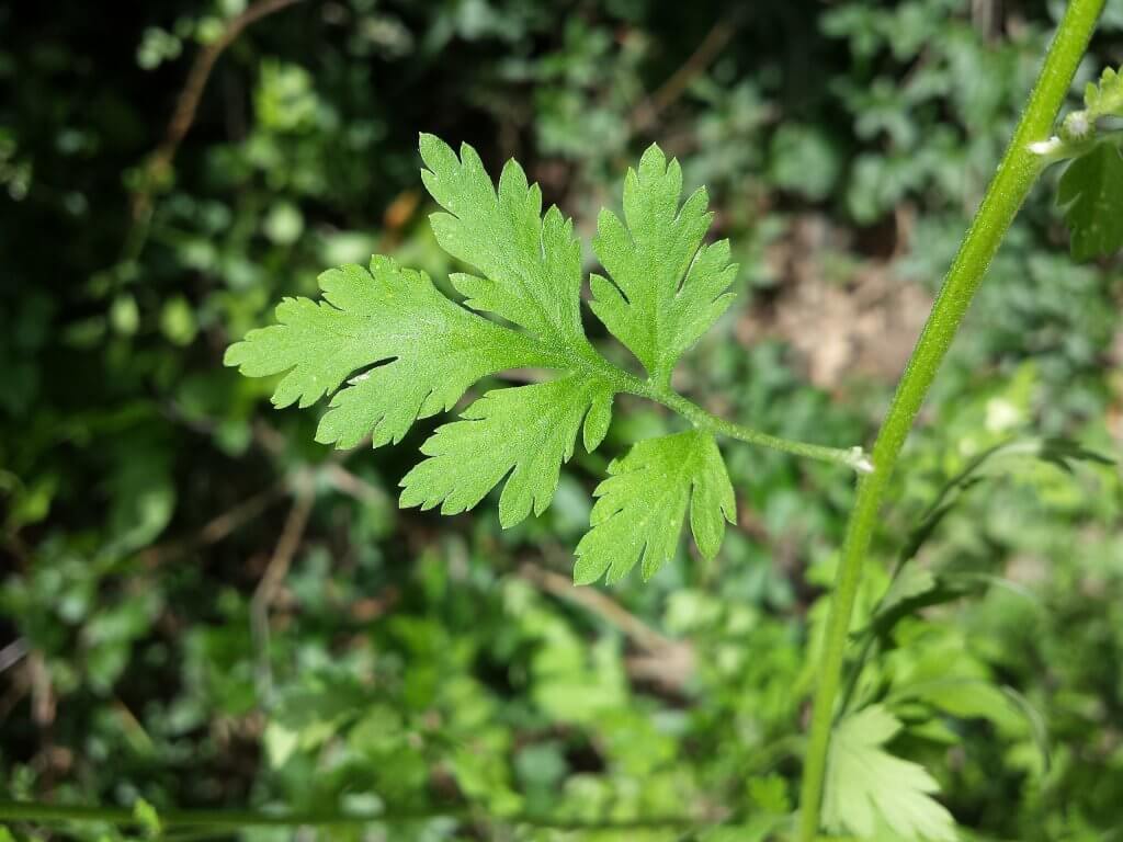 Tanacetum parthenium Leaf