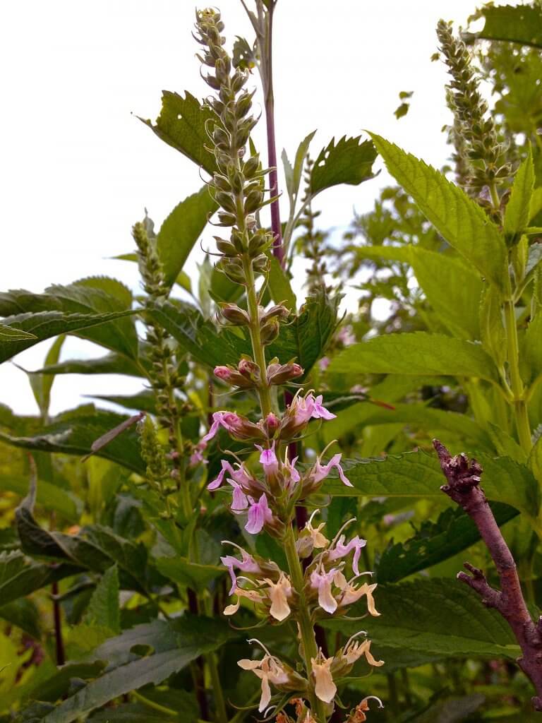 Teucrium canadense in flower