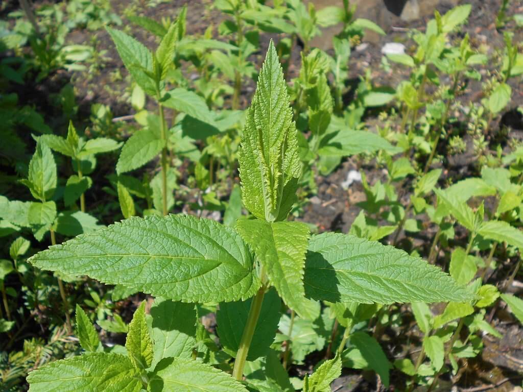 Teucrium canadense