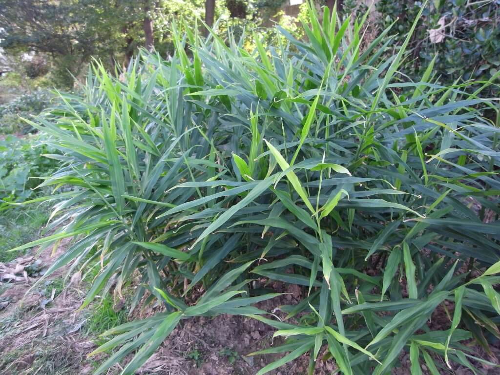 Ginger Plants in Korea