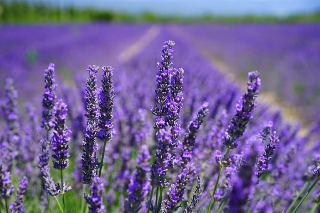 Lavender Flowers