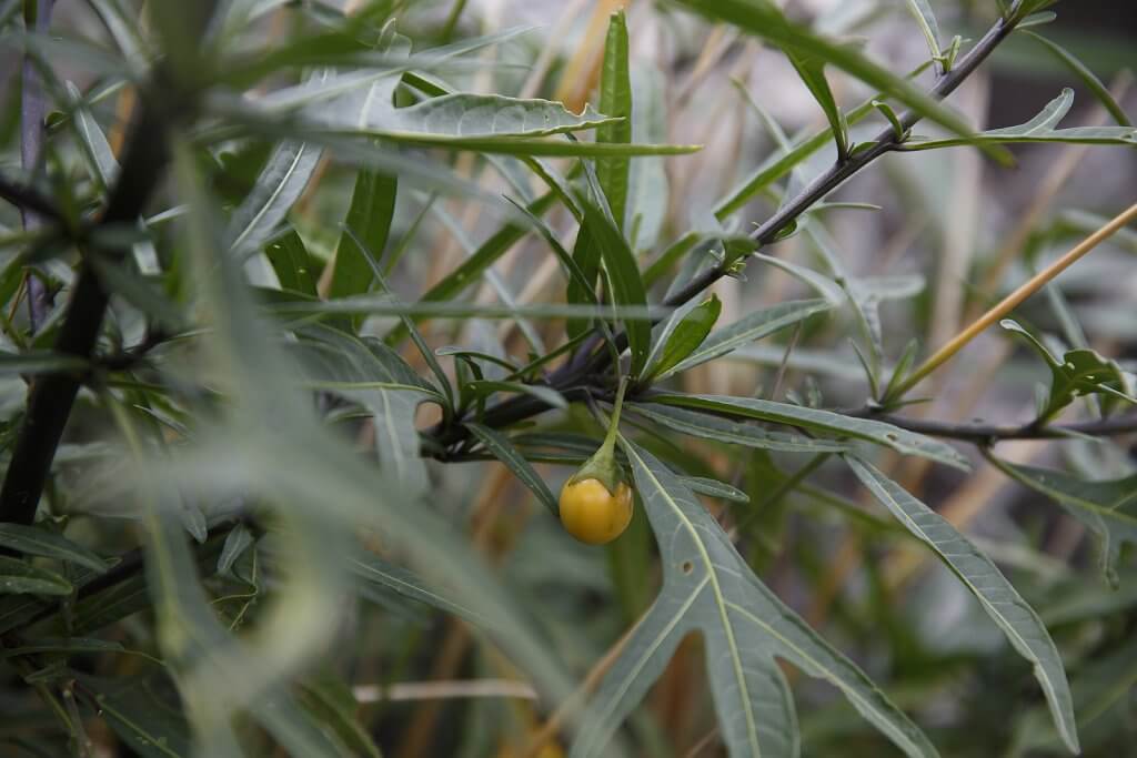 Kangaroo apple (Solanum aciculare)