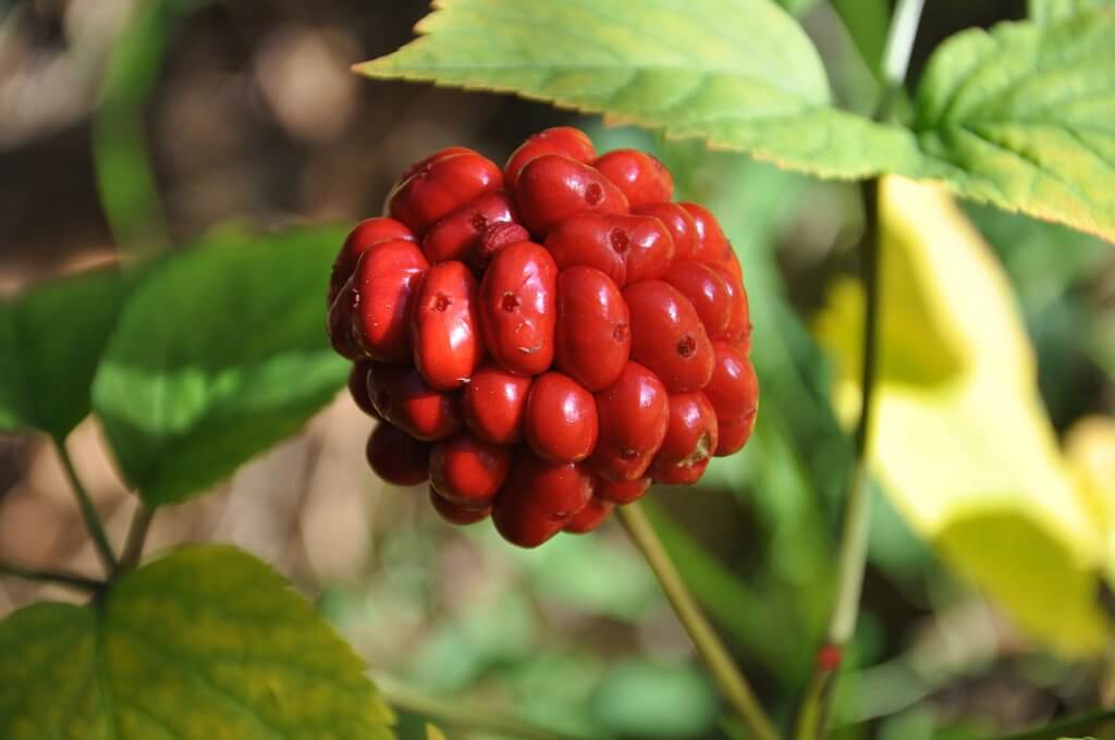 American ginseng berries are ripe by late August in Wisconsin.