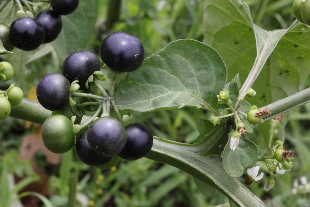 Solanum scabrum berries