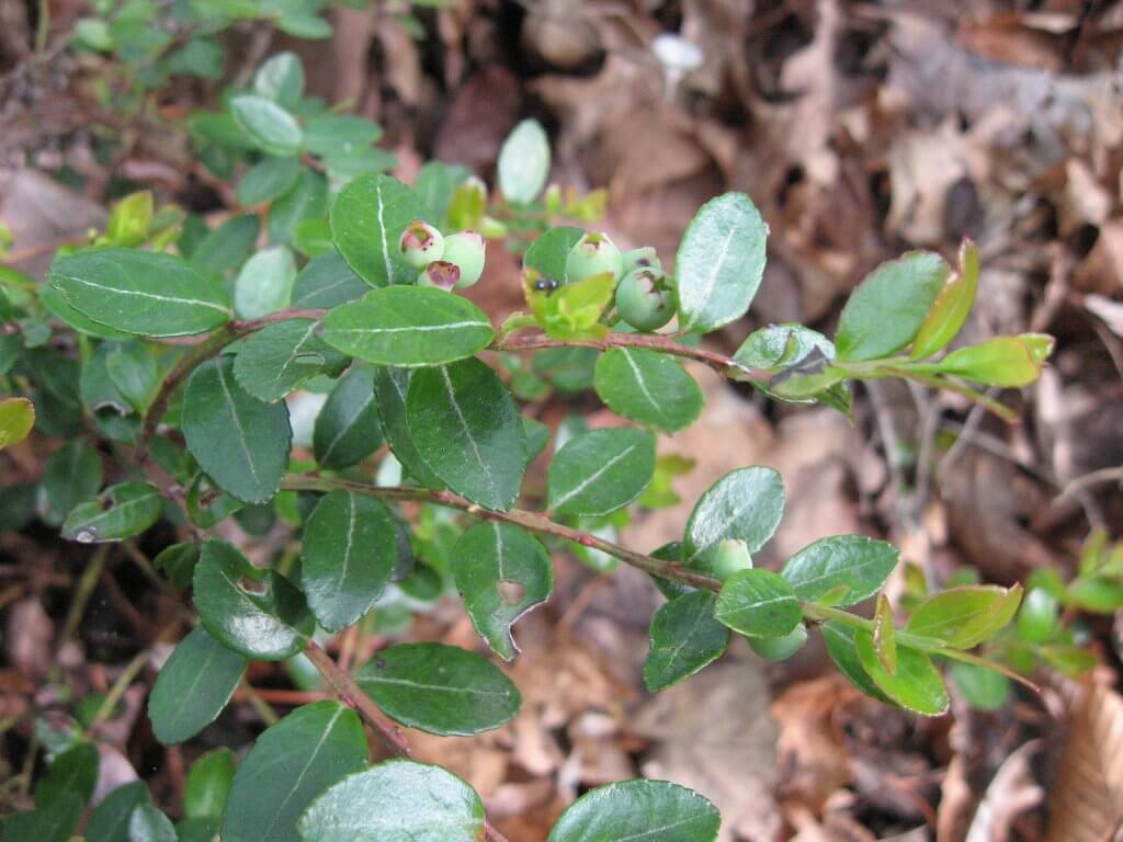 Developing Box Huckleberry (Gaylussacia brachycera) in dry thickets