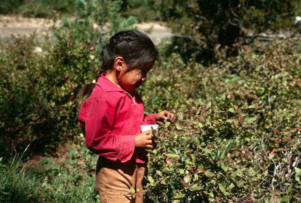 Huckleberry picking