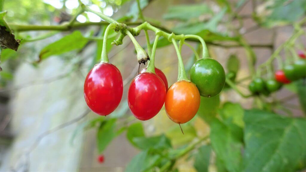 Solanum dulcamara. Bittersweet or Woody Nightshade berries