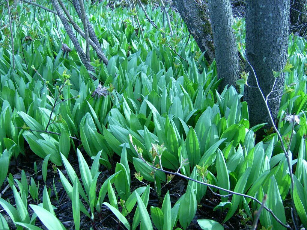 Wild leeks (Allium tricoccum), Whitefish Island, Batchewana First Nation