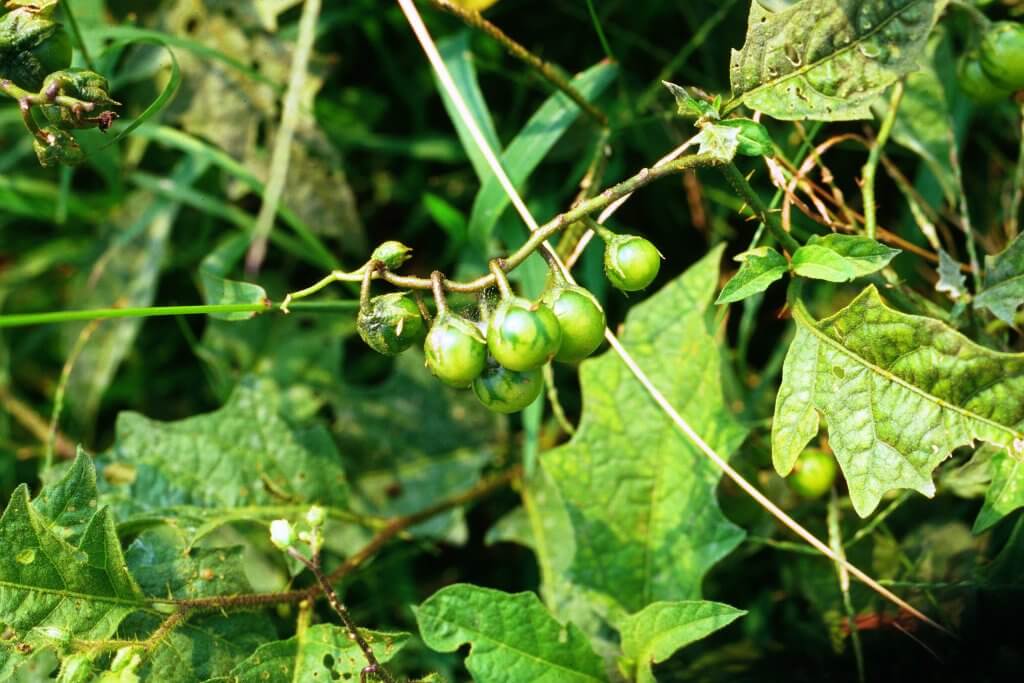 Branch and fruits of Solanum carolinense