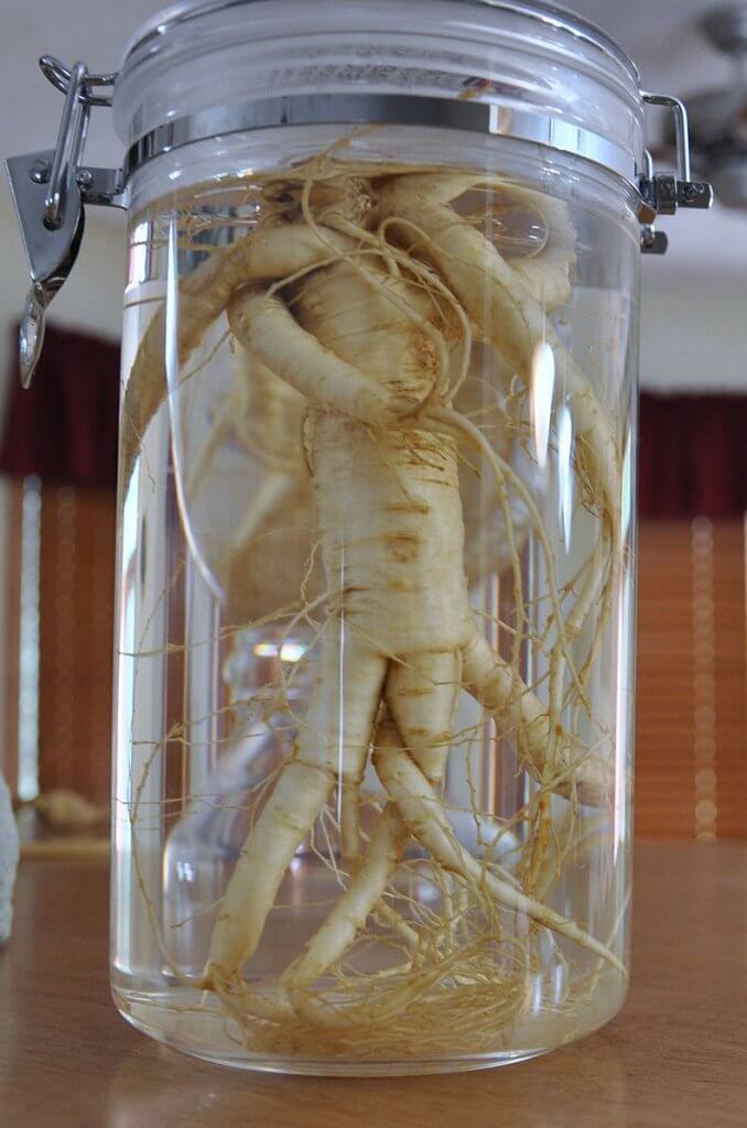 American ginseng (Panax quinquefolius)