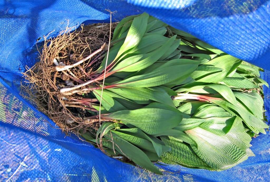 Bag of Ramps (Allium tricoccum)