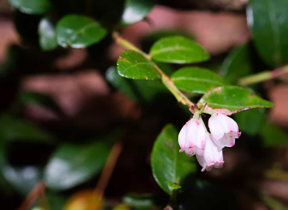 Box Huckleberry (Gaylussacia brachycera) in bloom