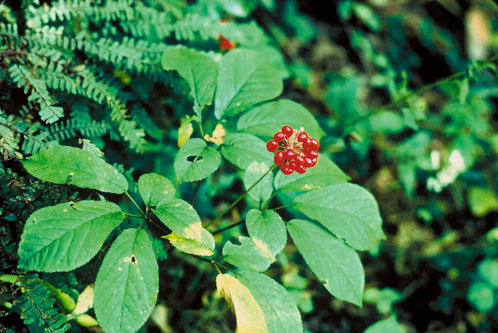 American ginseng (Panax quinquefolius